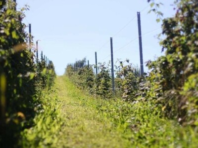 OPG VJERAN DOLENČIĆ