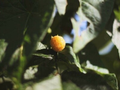 OPG VJERAN DOLENČIĆ