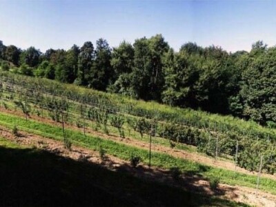 OPG VJERAN DOLENČIĆ