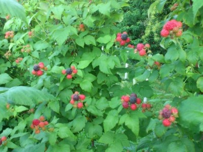 OPG VJERAN DOLENČIĆ