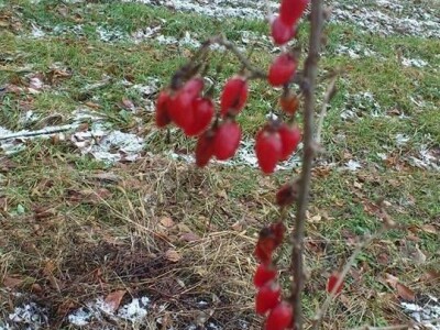 OPG VJERAN DOLENČIĆ