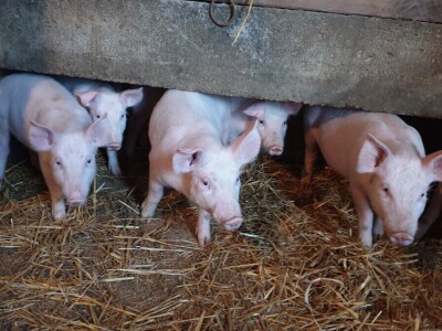 OPG Vlado Rastija iz Sopja