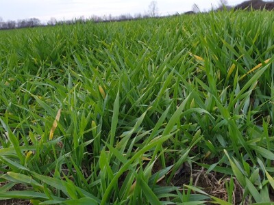 OPG Vlado Rastija iz Sopja