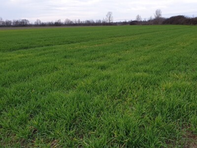 OPG Vlado Rastija iz Sopja