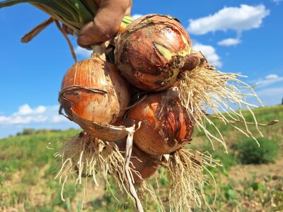 OPG Vrbanić iz Donjeg Miholjca