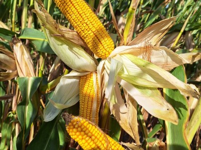 OPG Vrbanić iz Donjeg Miholjca