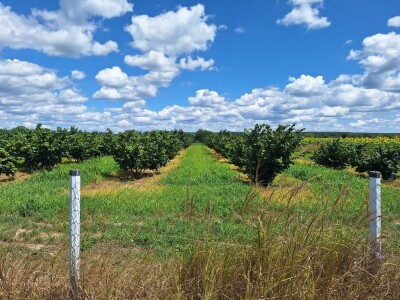 OPG Vrbanić iz Donjeg Miholjca