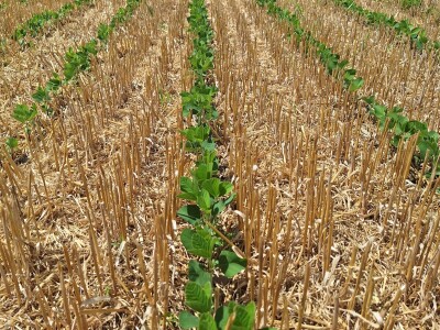 OPG Vrbanić iz Donjeg Miholjca