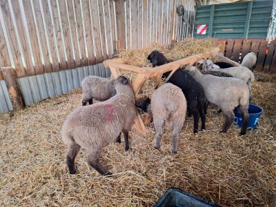 OPG Vrbanić iz Donjeg Miholjca