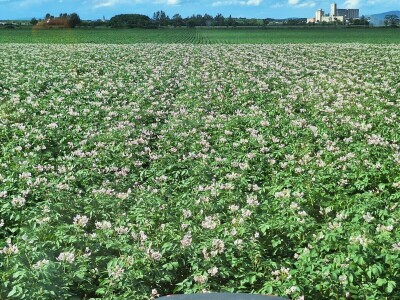 OPG Vrbanić iz Donjeg Miholjca