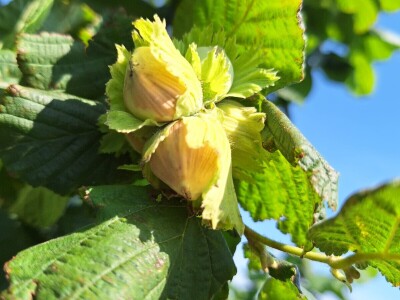 OPG Vrbanić iz Donjeg Miholjca