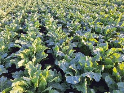 OPG Vrbanić iz Donjeg Miholjca