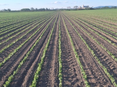 OPG Vrbanić iz Donjeg Miholjca