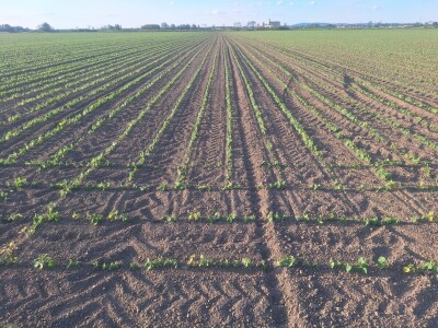 OPG Vrbanić iz Donjeg Miholjca