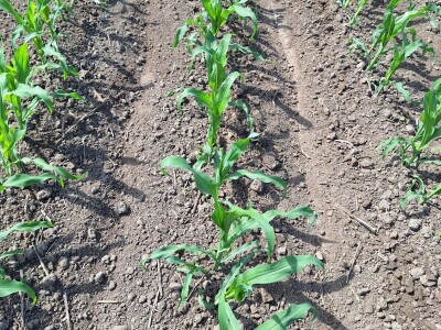 OPG Vrbanić iz Donjeg Miholjca