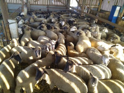 OPG Vrbanić iz Donjeg Miholjca