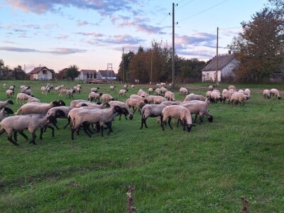 OPG Vrbanić iz Donjeg Miholjca