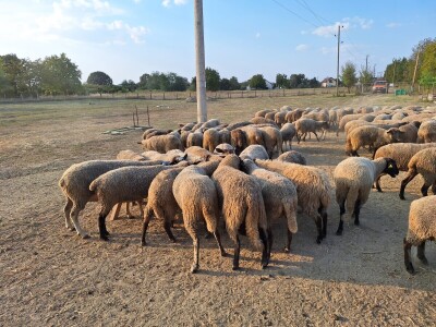 OPG Vrbanić iz Donjeg Miholjca