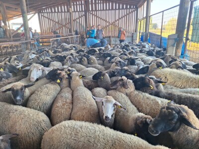 OPG Vrbanić iz Donjeg Miholjca