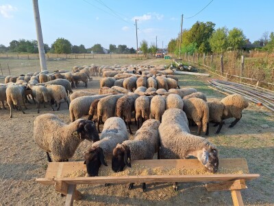 OPG Vrbanić iz Donjeg Miholjca