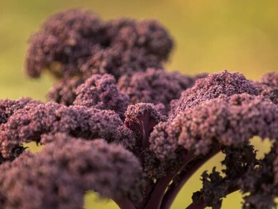 OPG ZDENKA DODIG OPG ZDENKA DODIG