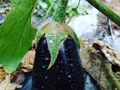 OPG ZDENKA DODIG OPG ZDENKA DODIG