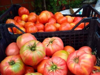 OPG ZDENKA DODIG OPG ZDENKA DODIG