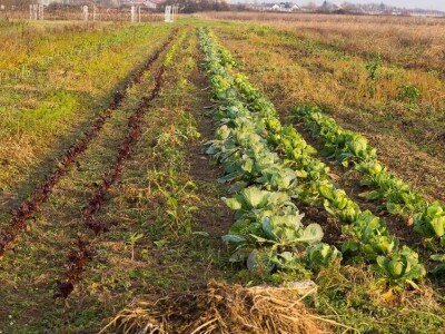 OPG ZDENKA DODIG OPG ZDENKA DODIG