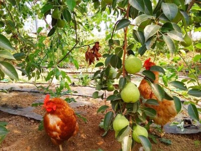 OPG ZDENKA DODIG OPG ZDENKA DODIG