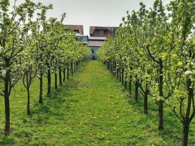 OPG ZDENKA DODIG OPG ZDENKA DODIG