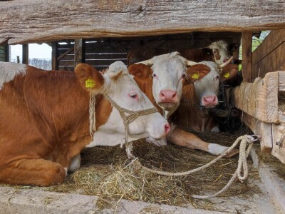 OPG Željkica Kruhin