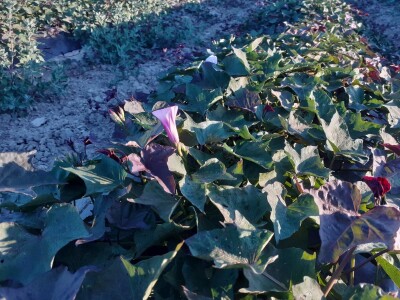 OPG Željko Bjeliš: Batat i tikve iz doline Neretve