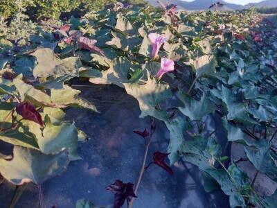 OPG Željko Bjeliš: Batat i tikve iz doline Neretve