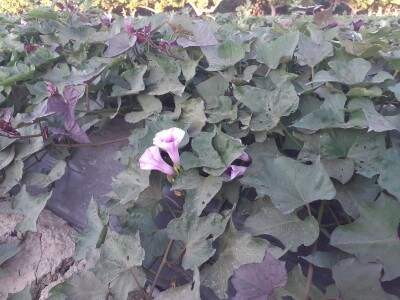 OPG Željko Bjeliš: Batat i tikve iz doline Neretve