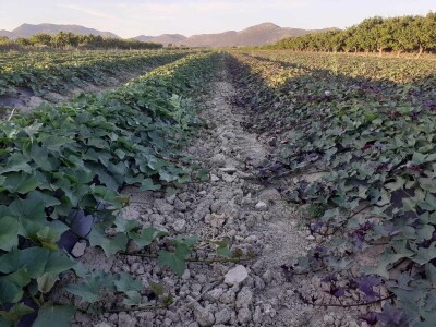 OPG Željko Bjeliš: Batat i tikve iz doline Neretve