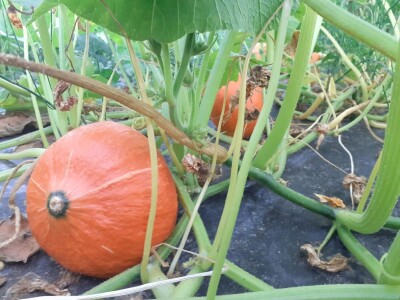 OPG Željko Bjeliš: Batat i tikve iz doline Neretve