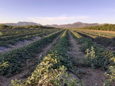 OPG Željko Bjeliš: Batat i tikve iz doline Neretve
