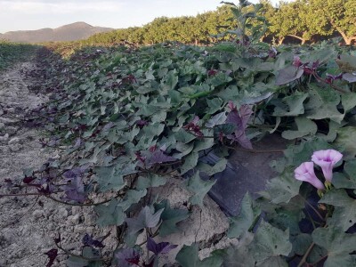 OPG Željko Bjeliš: Batat i tikve iz doline Neretve