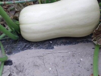 OPG Željko Bjeliš: Batat i tikve iz doline Neretve