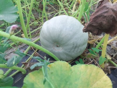 OPG Željko Bjeliš: Batat i tikve iz doline Neretve