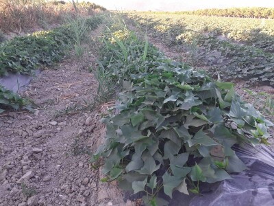 OPG Željko Bjeliš: Batat i tikve iz doline Neretve