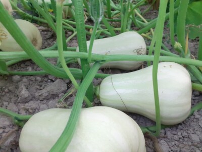 OPG Željko Bjeliš: Batat i tikve iz doline Neretve