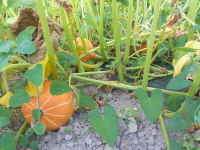 OPG Željko Bjeliš: Batat i tikve iz doline Neretve