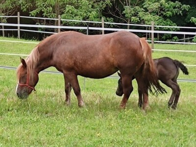 OPG Željko Vuković