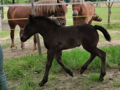 OPG Željko Vuković
