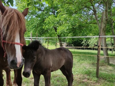 OPG Željko Vuković