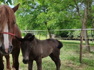OPG Željko Vuković