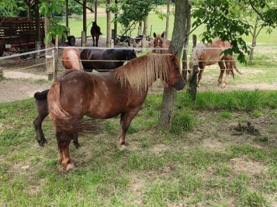 OPG Željko Vuković