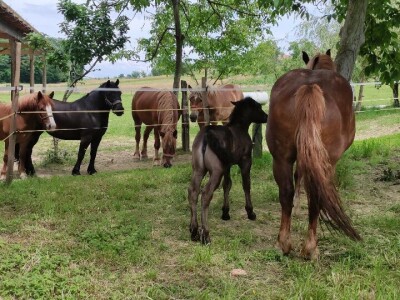 OPG Željko Vuković