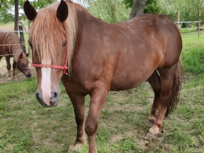 OPG Željko Vuković